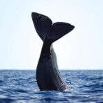 São Miguel: Whale-Watching Cruise with Marine Biologist - Who Will Love This Tour?