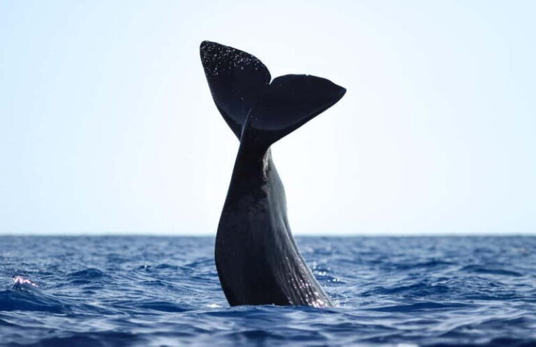 São Miguel: Whale-Watching Cruise with Marine Biologist - Who Will Love This Tour?