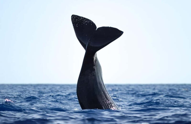São Miguel: Whale-Watching Cruise with Marine Biologist - Who Will Love This Tour?