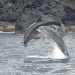 São Miguel: Whale Watching & Wild Dolphins Swimming Full-day - Practical Tips for Your Day
