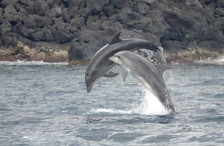 São Miguel: Whale Watching & Wild Dolphins Swimming Full-day - Practical Tips for Your Day