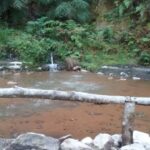 São Miguel: Whales & Volcano Full-Day Tour with Lunch - The Value of This Tour