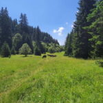 Sarajevo Sport tour: Olympic Mountains and Stadium Tour - The Value in Authentic Experiences