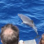 Savona: Exclusive nature cruise to the Pelagos Sanctuary - Is This Tour Worth the Price?
