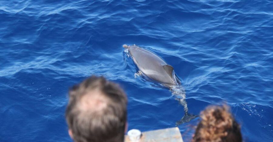 Savona: Exclusive nature cruise to the Pelagos Sanctuary - Is This Tour Worth the Price?
