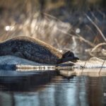 Savonlinna: Evening Photography Tour on lake Saimaa - The Value of the Experience