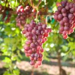 Savor Rhodes: 11-Dish Wine Pairing and Cooking Adventure - Practical Details & Considerations