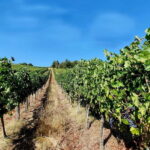 Scandicci: Bellavista Wine Tasting Experience - Introduction: A Quick Look at the Bellavista Wine Tasting Experience