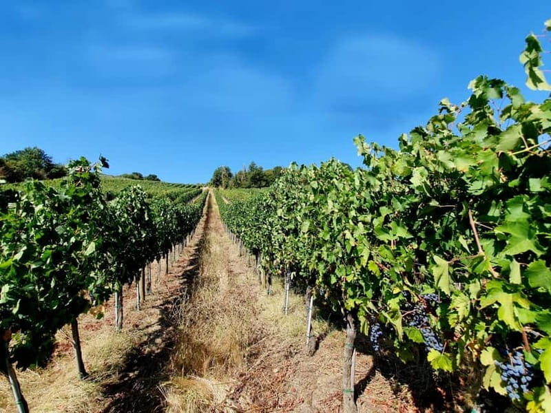 Scandicci: Bellavista Wine Tasting Experience - Introduction: A Quick Look at the Bellavista Wine Tasting Experience