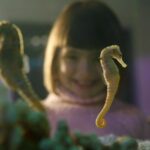 SEA LIFE Timmendorfer Strand Ticket - A Detailed Look at the Experience