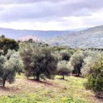 Seggiano: Extra Virgin Olive Oil Museum Visit and Tasting - Who Will Enjoy This Tour?