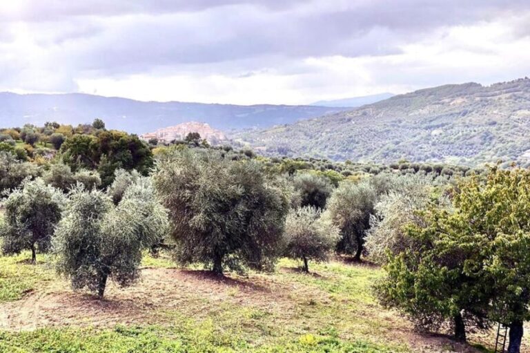 Seggiano: Extra Virgin Olive Oil Museum Visit and Tasting - Who Will Enjoy This Tour?