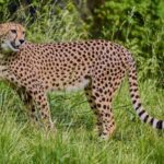 Selwo Aventura Admission Ticket with Skip-the-Line Access - Who Will Love This Experience?