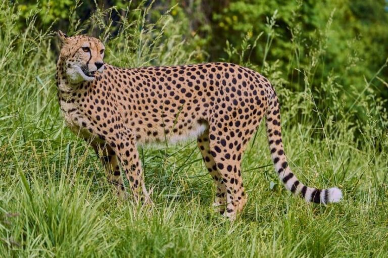 Selwo Aventura Admission Ticket with Skip-the-Line Access - Who Will Love This Experience?