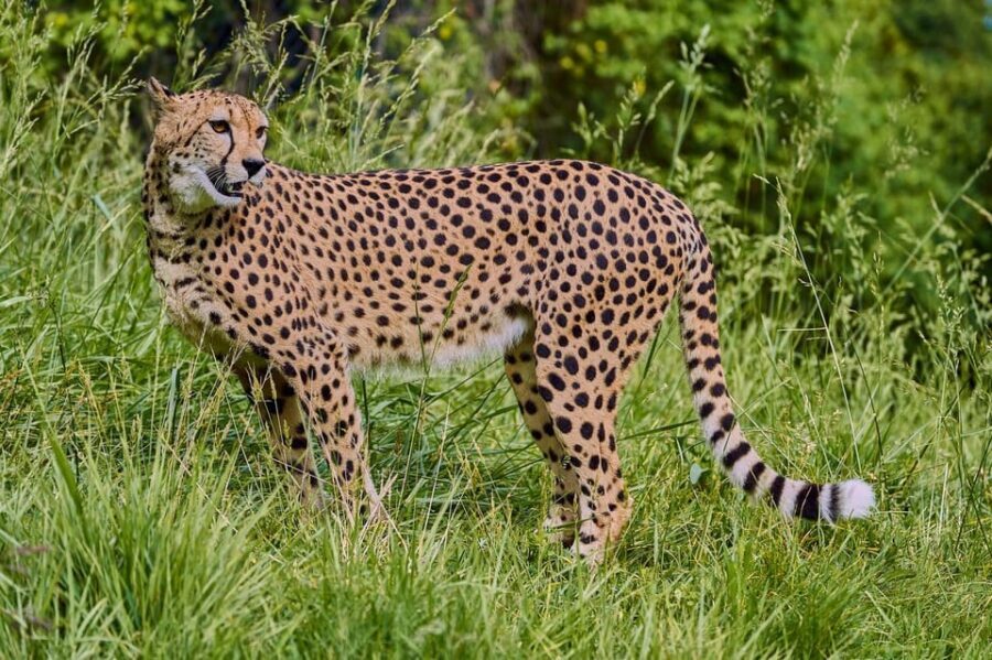 Selwo Aventura Admission Ticket with Skip-the-Line Access - Who Will Love This Experience?