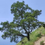 Sentiero degli Dei: Guided trekking on the Amalfi Coast - What the Tour Includes and What You Should Bring