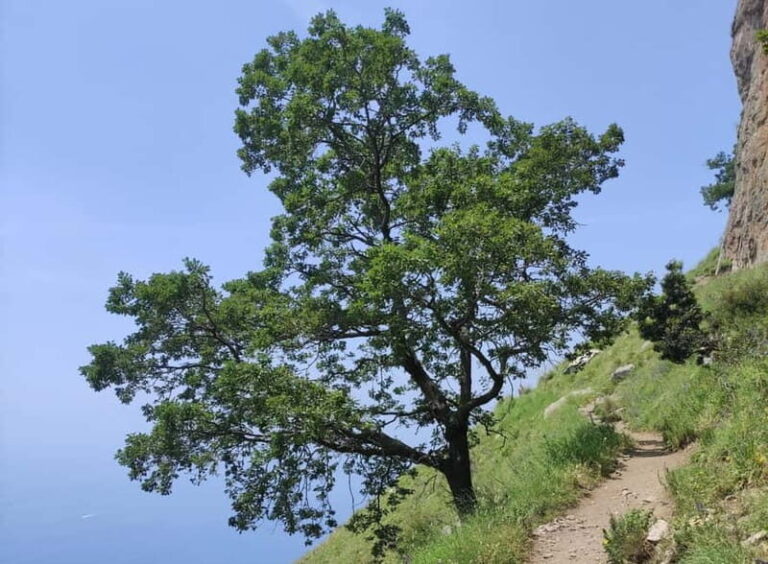 Sentiero degli Dei: Guided trekking on the Amalfi Coast - What the Tour Includes and What You Should Bring