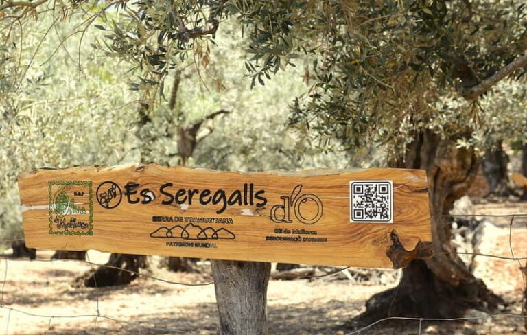Serra de Tramuntana, Fornalutx: The olive tree: culture, cultivation, tasting. - Discovering the Serra de Tramuntana Olive Tree Experience