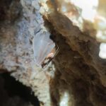 Serra dos Candeeiros by Van: Natural Park and Cave - Practical Details and Tips