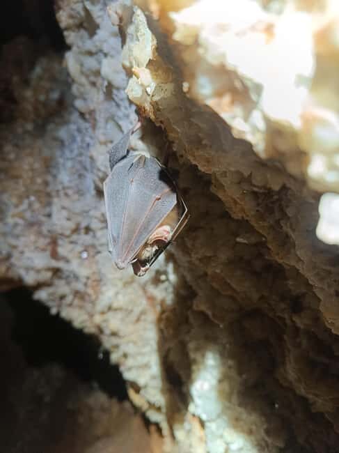 Serra dos Candeeiros by Van: Natural Park and Cave - Practical Details and Tips
