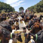 Serra dos Candeeiros : Shepherd for a morning - Value and Practicalities