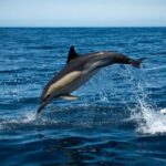 Sesimbra: Arrábida Dolphin and Whale Watching with Biologist - Authentic Insights from Reviewers