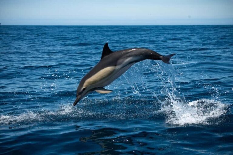 Sesimbra: Arrábida Dolphin and Whale Watching with Biologist - Authentic Insights from Reviewers