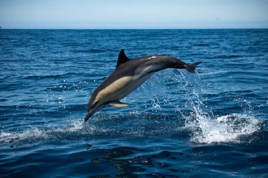 Sesimbra: Arrábida Dolphin and Whale Watching with Biologist - Authentic Insights from Reviewers