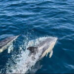 Sesimbra: Dolphin Watching Boat Trip - Who Would Love This Tour?
