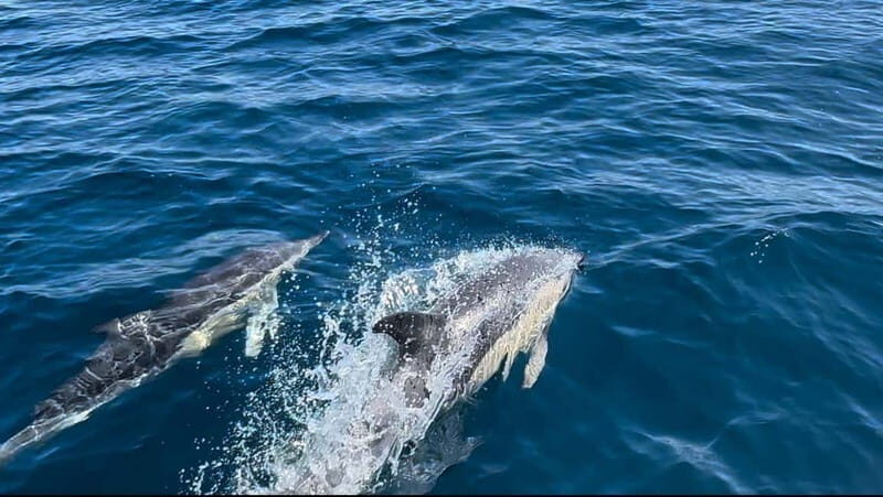 Sesimbra: Dolphin Watching Boat Trip - Who Would Love This Tour?