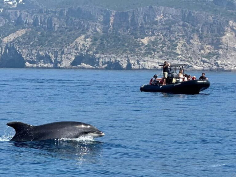 Sesimbra: Dolphin watching with marine biologist - Who is This Tour Best For?