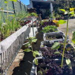 Sesimbra: Regional wood-fired food workshop with rural lunch - An In-Depth Look at the Experience