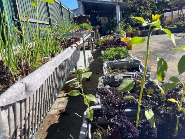 Sesimbra: Regional wood-fired food workshop with rural lunch - An In-Depth Look at the Experience