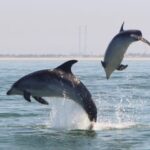 Setúbal and Tróia: Dolphin Watching and Arrábida Bays - Why You Should Consider This Tour
