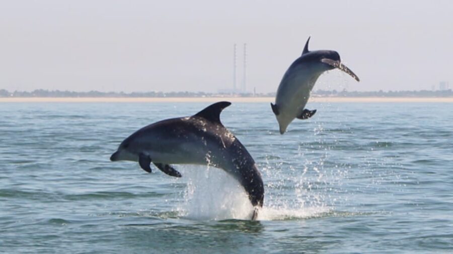 Setúbal and Tróia: Dolphin Watching and Arrábida Bays - Why You Should Consider This Tour