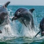 Setúbal: Dolphin Watching Boat Tour - The Authenticity of the Experience