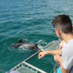 Setúbal: Dolphin Watching Tour - An In-Depth Look at the Experience