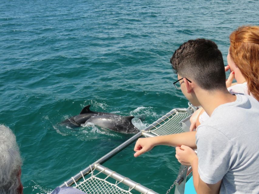 Setúbal: Dolphin Watching Tour - An In-Depth Look at the Experience