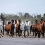 Seville: Horse's Show Entry Ticket. Optional Stud Farm Visit - Who Would Love This Tour?