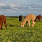 Shropshire: Alpaca Meet & Greet Intimate Alpaca Experience - The Setting: Rustic Charm and Stunning Views