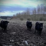 Shropshire: Meet the Mini Moos Cow Cuddling Experience - The Itinerary in Detail