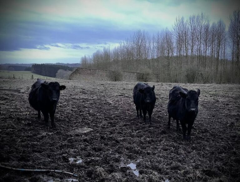 Shropshire: Meet the Mini Moos Cow Cuddling Experience - The Itinerary in Detail