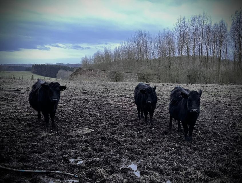 Shropshire: Meet the Mini Moos Cow Cuddling Experience - The Itinerary in Detail