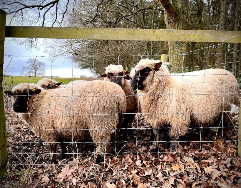 Shropshire: Sheep Trek with the Smallest Sheep in the World - The Practicalities: Price, Duration, and Value