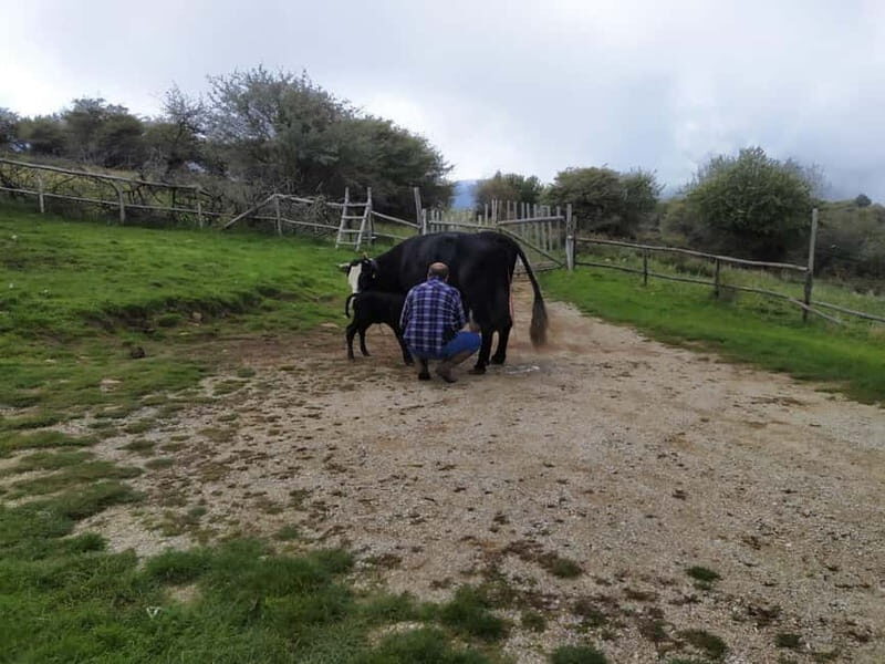 SICILIAN VILLAGES & RICOTTA PARTY departure from Cefalù area - Who Will Love This Tour?