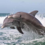 Side Dolphin Island Boat Cruise with Lunch & Drinks - Exploring the Tour: What You Can Expect