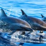 Side: Dolphin Island Boat Trip with Lunch & Unlimited Drinks - The Authenticity and Value