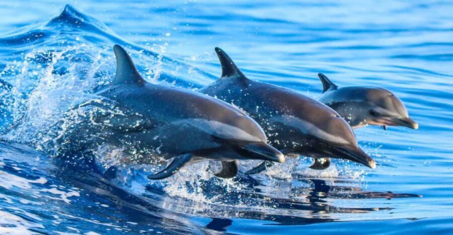 Side: Dolphin Island Boat Trip with Lunch & Unlimited Drinks - The Authenticity and Value