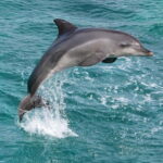 Side: Dolphins Island Cruise with Swimming Stops and Lunch - The Value for Your Money