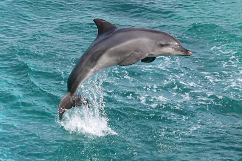 Side: Dolphins Island Cruise with Swimming Stops and Lunch - The Value for Your Money